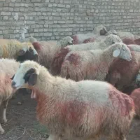 31میش داشتی جوان|حیوانات مزرعه|سبزوار, قصبه شرقی|دیوار