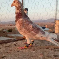 گرفتنی|پرنده|سبزوار, کهنه آب|دیوار
