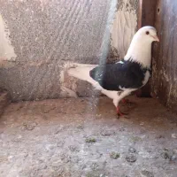 کبوتر تکپریکجایی|پرنده|گمیشان, |دیوار