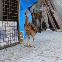 مرغ|حیوانات مزرعه|چابهار, |دیوار