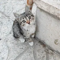 بچه گربه