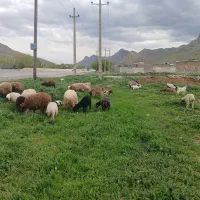 میش داشتی با بره