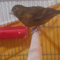 قناری سرخ کبالت پلاک ۲۰۲۴