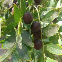 باغ-فروشی-در-ارتفاعات-باقران-روستای-یشت-مزارکوه