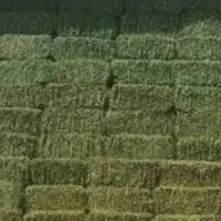 یونجه|عمده‌فروشی|تویسرکان, |دیوار