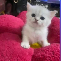 واگذاری گربه خونگی بریتیش