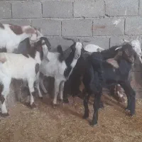 بز ۷ عدد نر بزورگ  جنس خوب|حیوانات مزرعه|شادگان, |دیوار