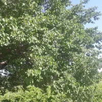 باغ انگور کنار جاده اصلی|فروش زمین و ملک کلنگی|ملایر, |دیوار