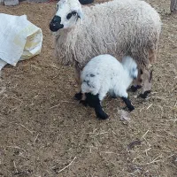 فروش ۳ راس میش بره دارسفید