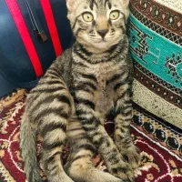 واگذاری گربه|گربه|شیراز, شهرک پرواز|دیوار