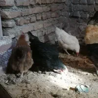 مرغ محلی|حیوانات مزرعه|کاخک, |دیوار