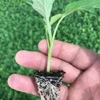 نشا بادمجان فلفل گوجه و...|خدمات باغبانی و درختکاری|بندرعباس, |دیوار