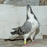کفتر پرشی ودمگیر جوجه