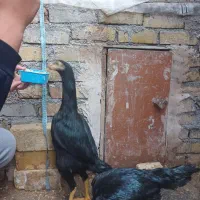 مرغ و خروس اوشامو آلمانی|حیوانات مزرعه|تهران, مخصوص|دیوار