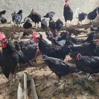 تخم مرغ نطفه دار مرغ سیاه