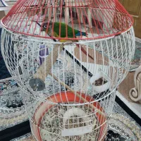 پرنده گرینچک