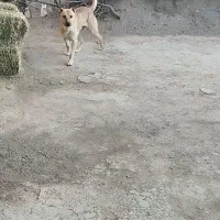 سگ سرابی|سگ|تاکستان, |دیوار