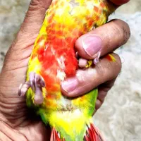 جوجه گرینچیک آناناسی سرلاکی دبل رد