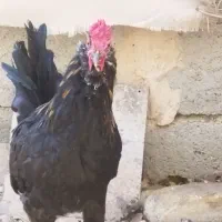 مرغ و خروس گلین