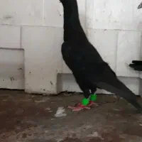 کبوتر زیل سیاها۱۵۰۰ بقیه ۶تا دونه ای ۳۰۰|پرنده|قزوین, |دیوار