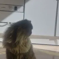 جفت گیری|گربه|قزوین, |دیوار