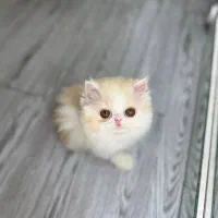 پرشین بایکالر گلد دوماهه