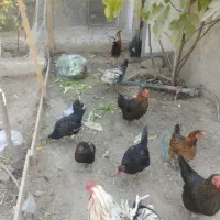 مرغ محلی تخم گزار