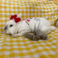 خرگوش لوپ سفید زیبا با ۳ عدد توله