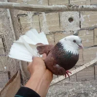 کفتر نر های نسل درست