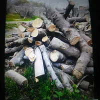 خریدوفروش انواع درخت( اکالیپتوس)مورت صنوبرابریشم