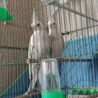 جفت مولد عروس هلندی آلبینو دوکت نسکافه ای|پرنده|خوی, |دیوار