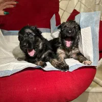 سگ ژرمن|سگ|رودهن, |دیوار