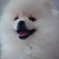 توله پامرانین نر خرسی اصیل ۲ماهه|سگ|کرمانشاه, |دیوار