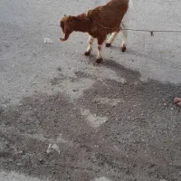 باسلام یک عدد بز نر علف خور وسالم