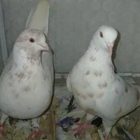 یک جفت کفتر استثنایی