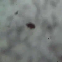 موبایل گرند پریم