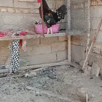 خروس عربی اصل