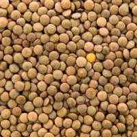 عدس روس درجه یک 25 کیلویی