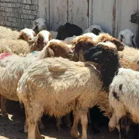 گوسفندبره میش،جون برای داشت عالی