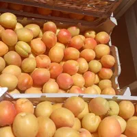 گمشده ترازو