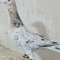 کبوتر کبوتر