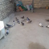 تعداد9جفت کفترپرشی|پرنده|قنوات, |دیوار