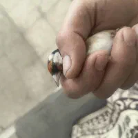 سهره نر|پرنده|اسلام‌شهر, شهرک انبیا|دیوار