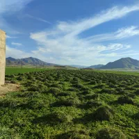 شبدر