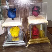 گل جاودان رنگی