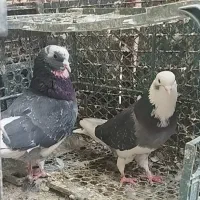 کبوتر ابلق