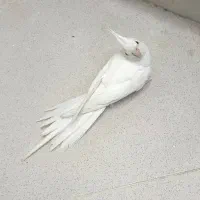 عروس هلندی مرواریدی نر از نژاد آلبینو