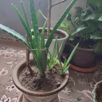 گل و گلدان|گل و گیاه طبیعی|کرمانشاه, |دیوار