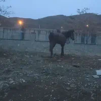 مادیان 4سال