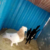 کبوتر .سرور..